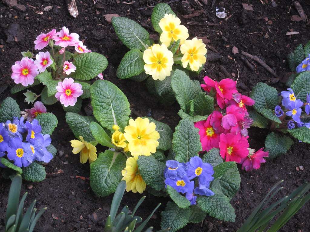 Spring flowers at The Brunswick thisstage Flickr