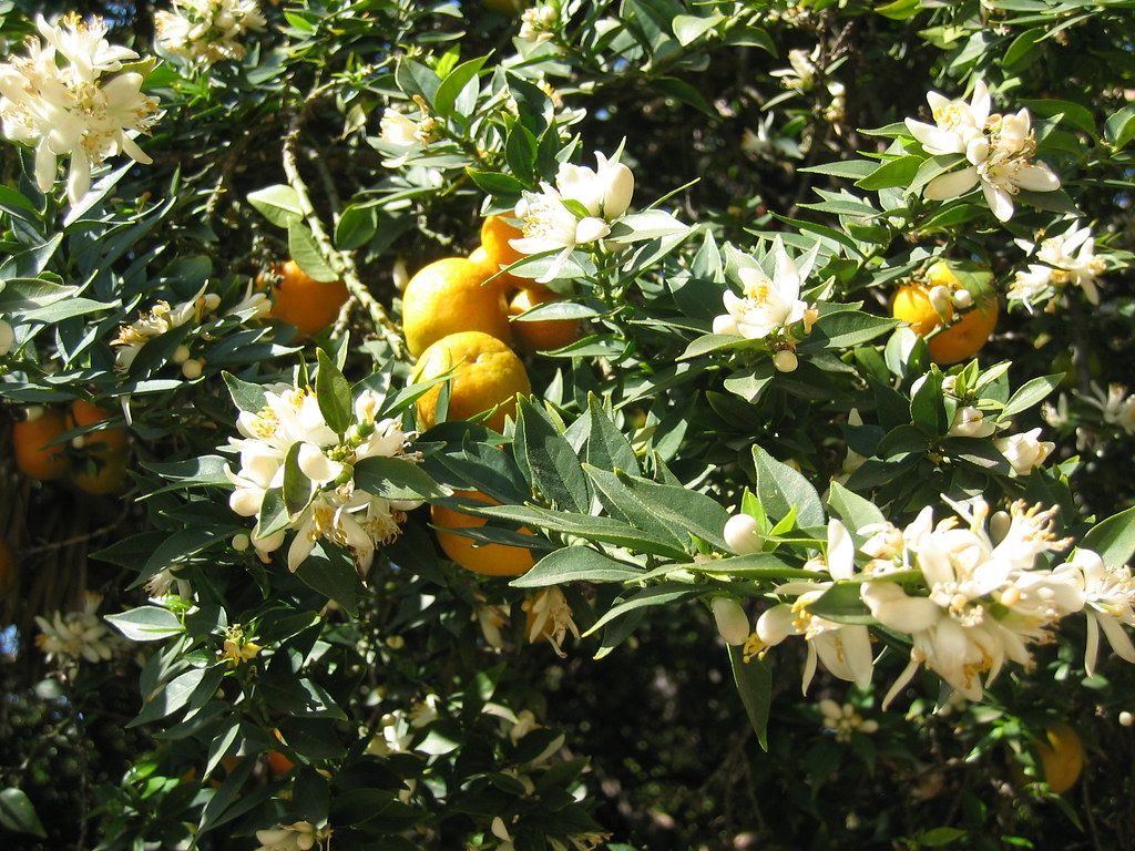 Chinotto orange blossoms and fruit Los Angeles County Arboretum Flickr
