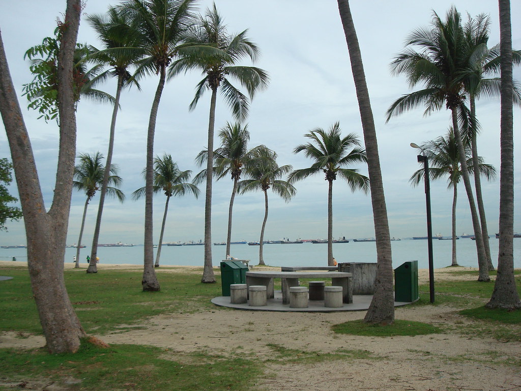 swinging coconut trees coconut trees lining the beach shor… Flickr