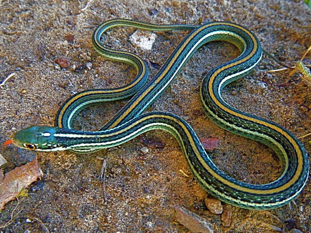 Hypo western ribbon snake with pattern change to four blac… Flickr