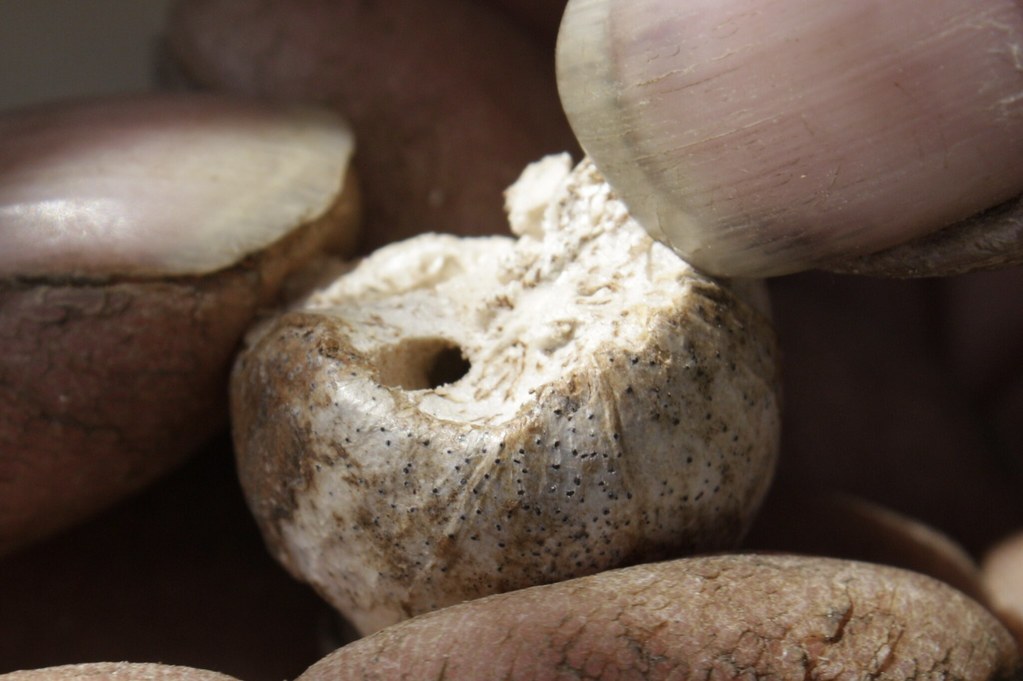 Goldenrod Gall Fly larva (Eurosta solidaginis) (6) Flickr