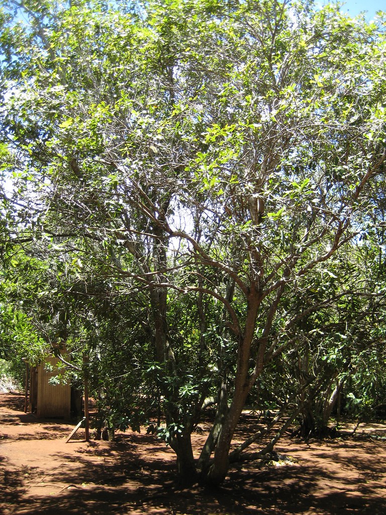 Purdy's Natural Macadamia Nut Farm, Moloka'i Macadamia Tr… Flickr