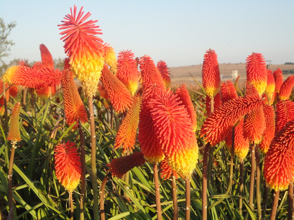 Flowers at the Cradle of Humankind, Maropeng Gauteng Provi… Flickr