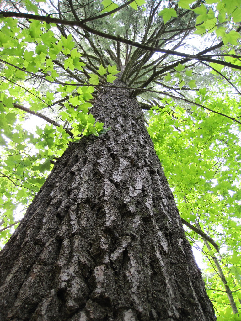 Tallest White Pine In Minnesota at Jeannie Rivers blog