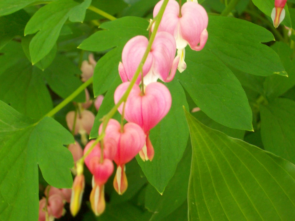 Flowers, Tuscany Canterbury, Baltimore Chella Vaidyanathan Flickr