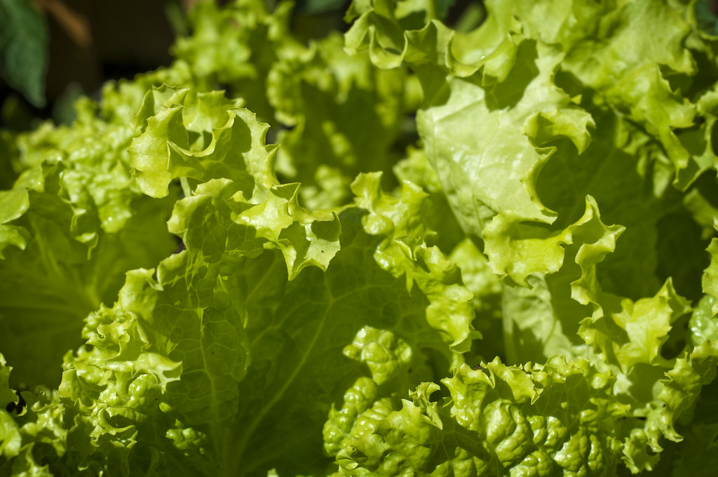 9 Best Lettuce Varieties for Hydroponics Bountiful Gardener
