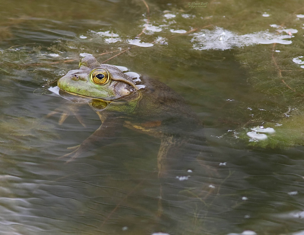 Big Bullfrog An American Bullfrog, Rana catesbeiana, all b… Flickr