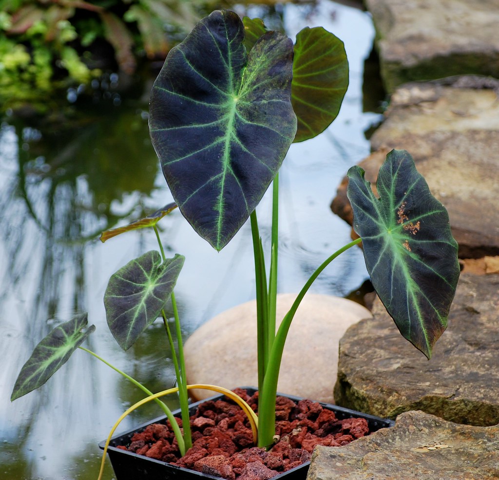 Black Taro June 16 Sarah Flickr