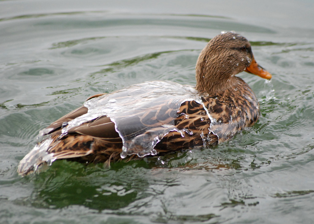 Like Water Off a Duck's Back Mallard (Anas platyrhynchos) … Flickr
