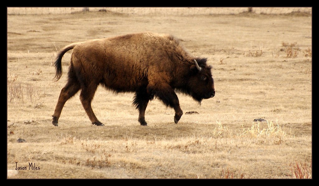 Juvenile Plains Bison The plains bison (Bison bison bison)… Flickr