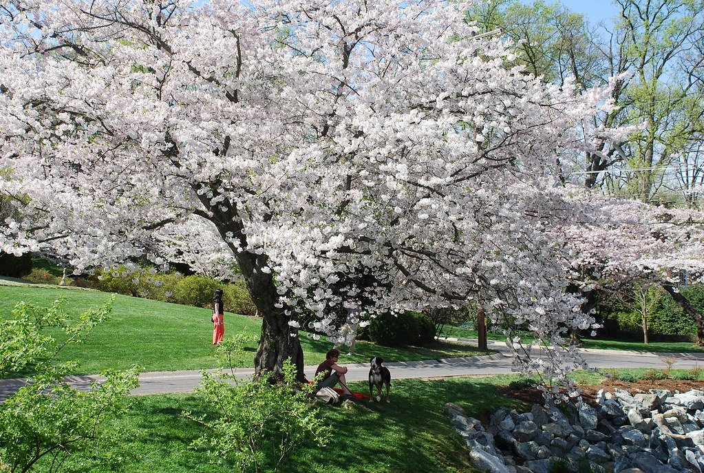 DSC_0447 Enjoying the cherry blossoms (and magnolias in bl… Flickr