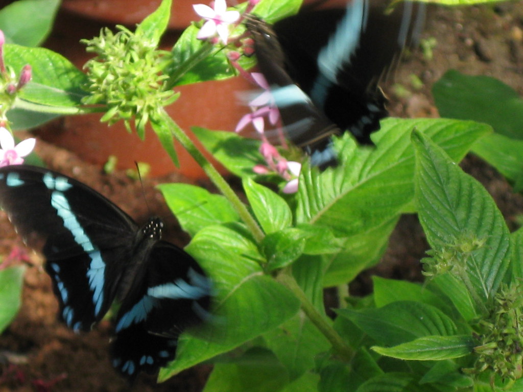 Butterflies a photo on Flickriver