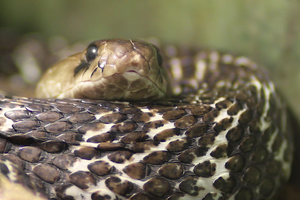 Snake closeup Reptile zoo Happ in Klagenfurt. Michael