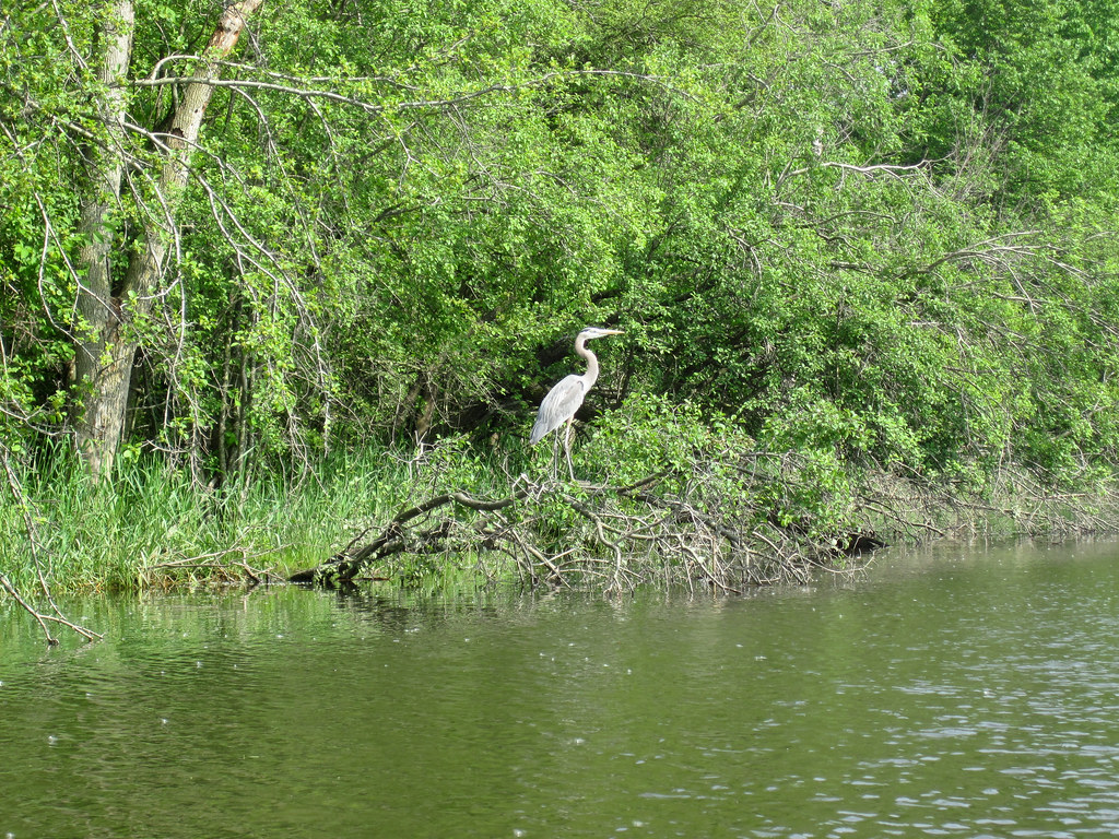 Great Blue Heron Kayak Lake Busse jkozik Flickr