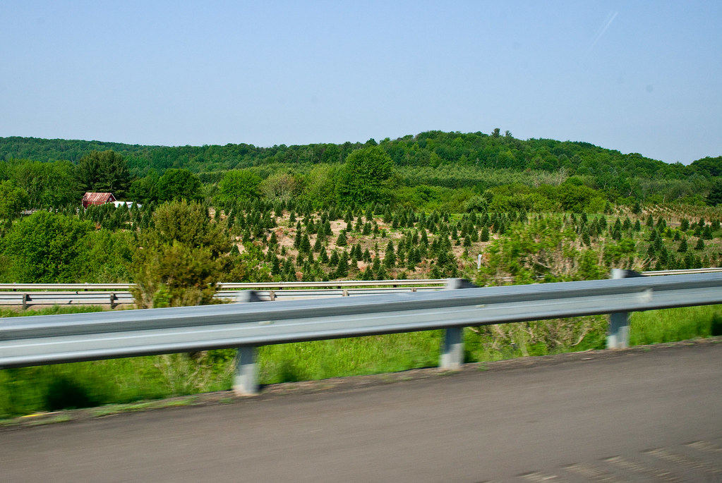 Pine tree farm Greg Putrich Flickr