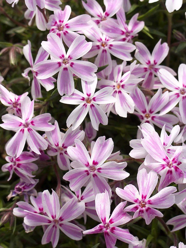 Phlox subulata 'Candy Stripe' themustardseedgardencenter Flickr