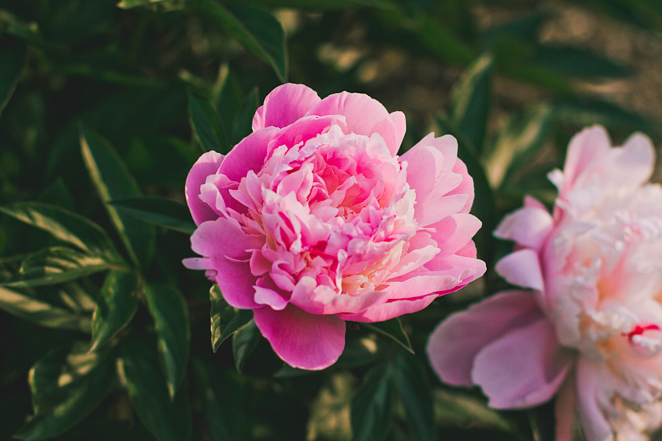 pretty pink peonies June = peonies! My favourite flower, i… Flickr