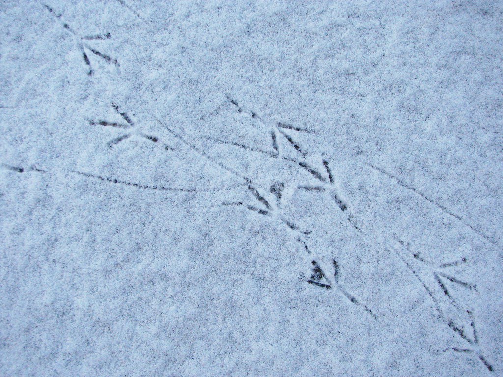 Bird tracks a photo on Flickriver