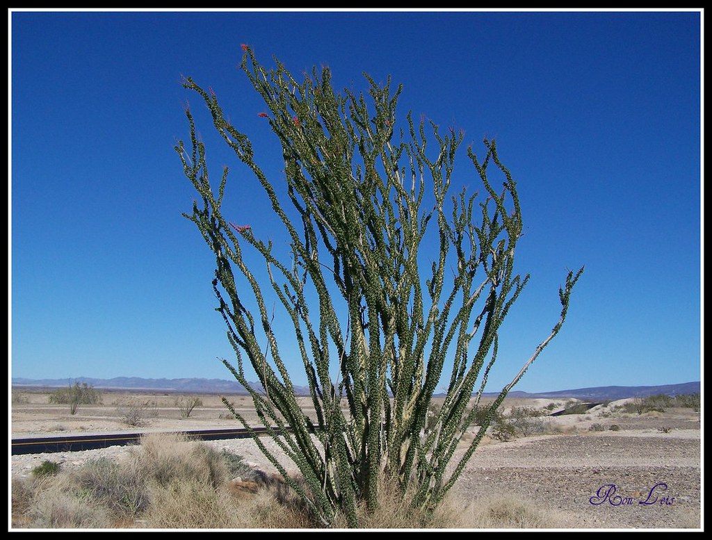 Ocotillo Cactus Ocotillo just starting to bloom in south e… Flickr
