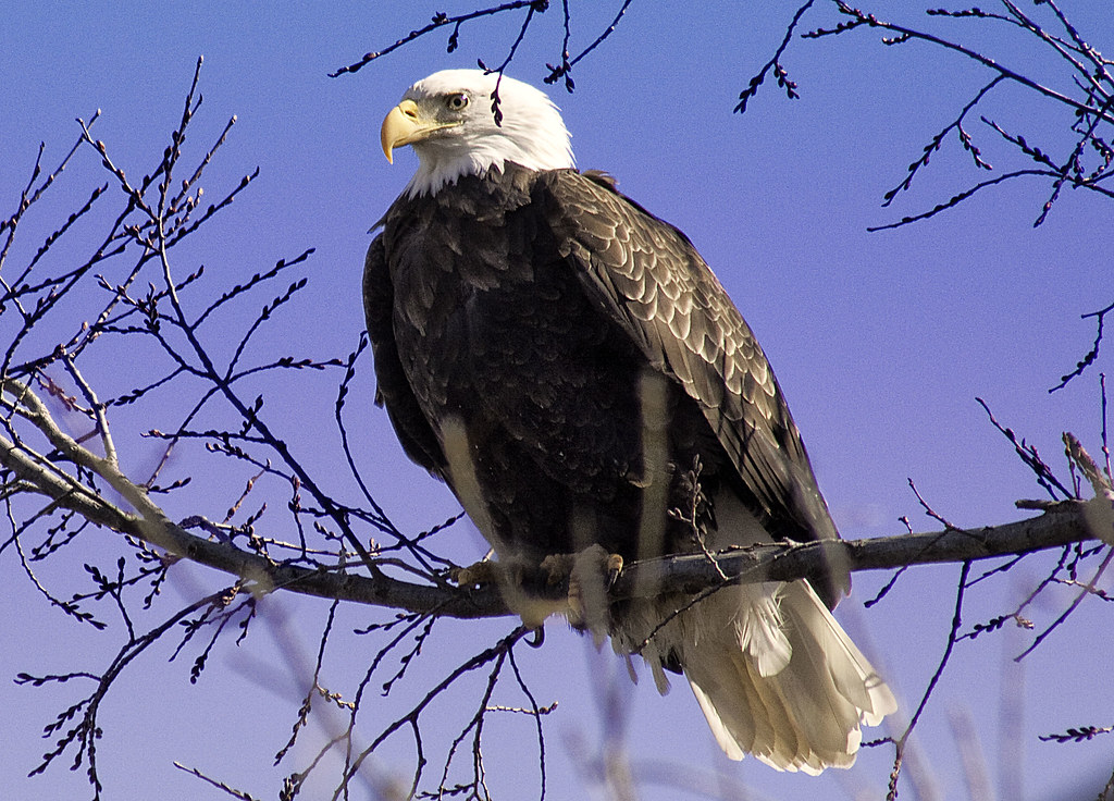 Bald Eagle at Clarksville MO Steve Zumwalt Flickr