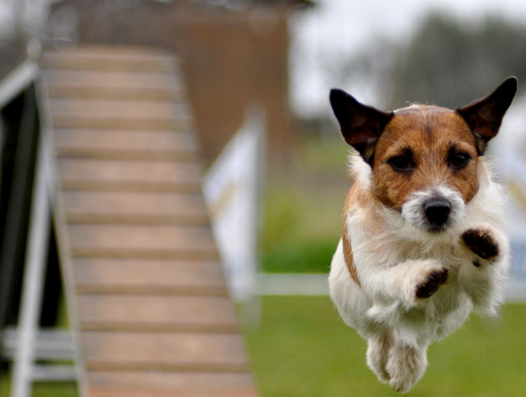 Agility Jack Russell, Diana! f/orme Pet Photography Flickr
