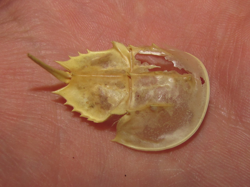 Atlantic horseshoe crab (Limulus polyphemus) juvenile skin… Flickr