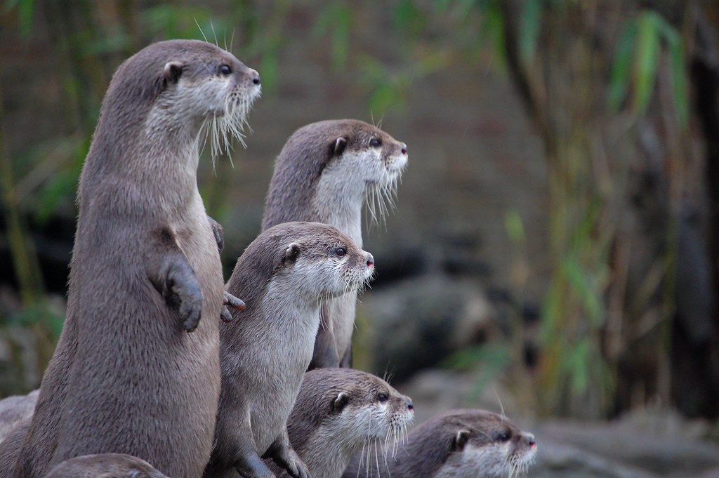 Jumping up & down Oriental Smallclawed otters at London Z… Ranveig