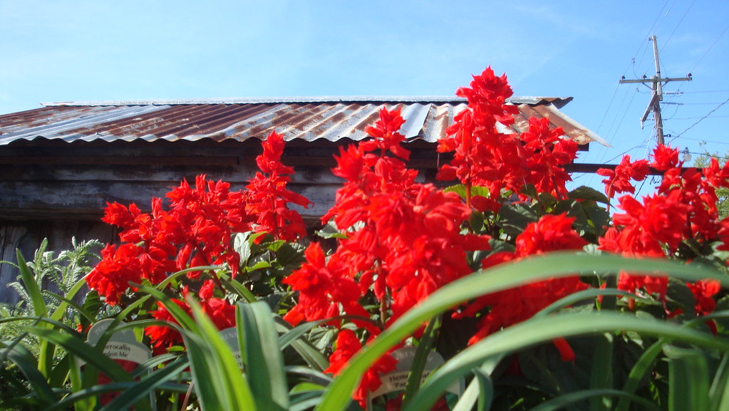 Ponchatoula Strawberry Festival flowers for sale Laurabelle1 Flickr