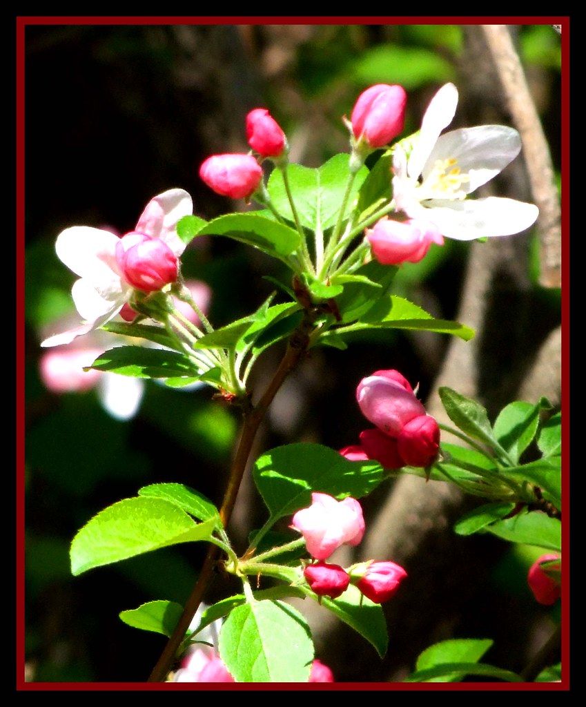 Spring Blossoms LadyDragonflyCC >;