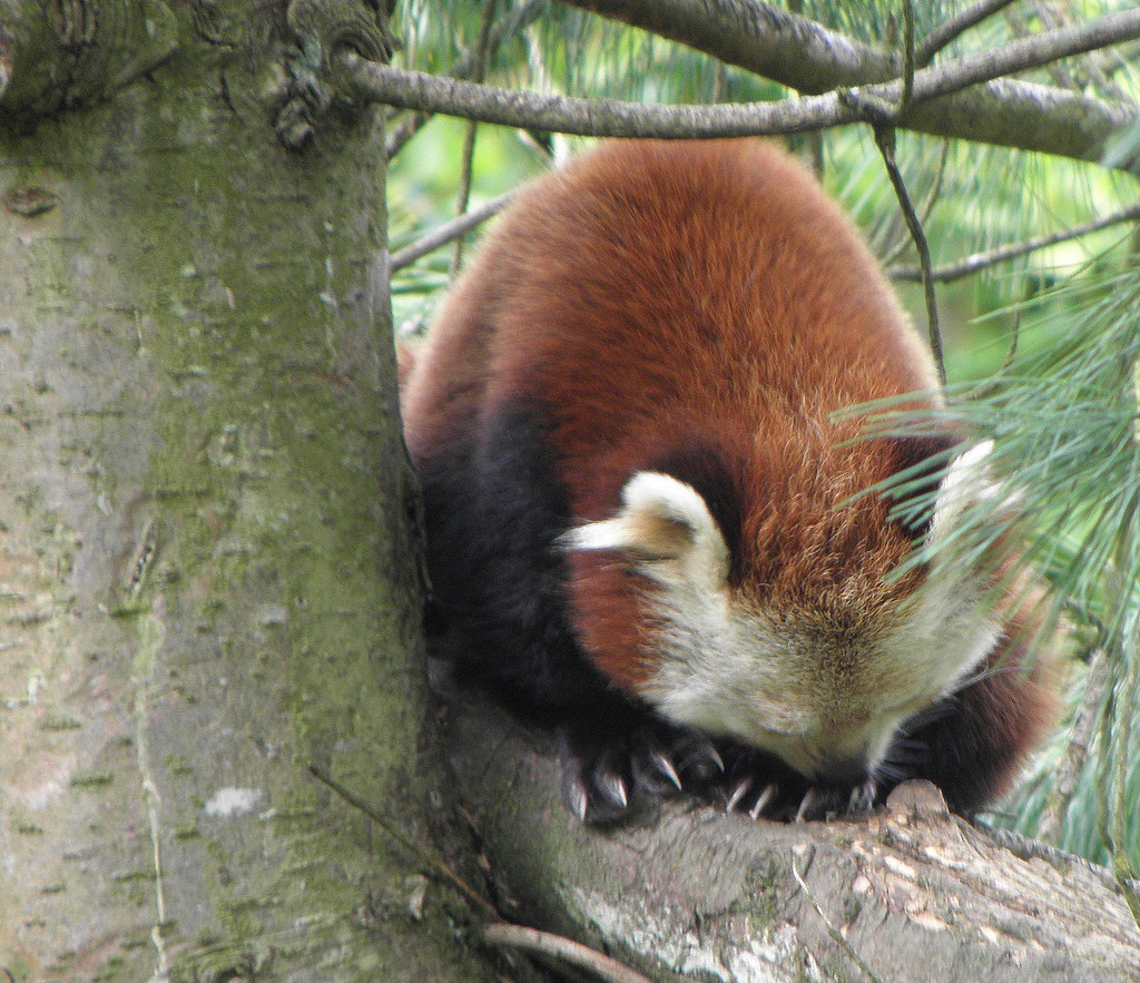 Red panda Belfast Zoo Dawn Flickr