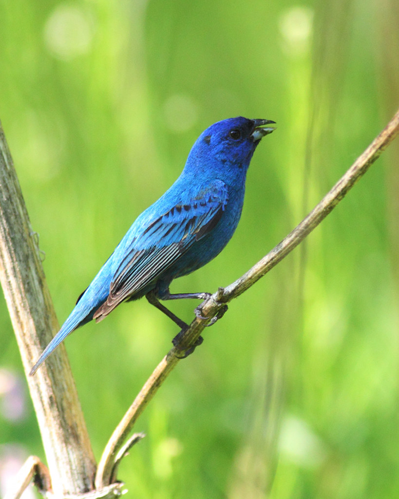 Indigo Bunting Indigo Bunting, Etobicoke Creek, Ontario, C… K