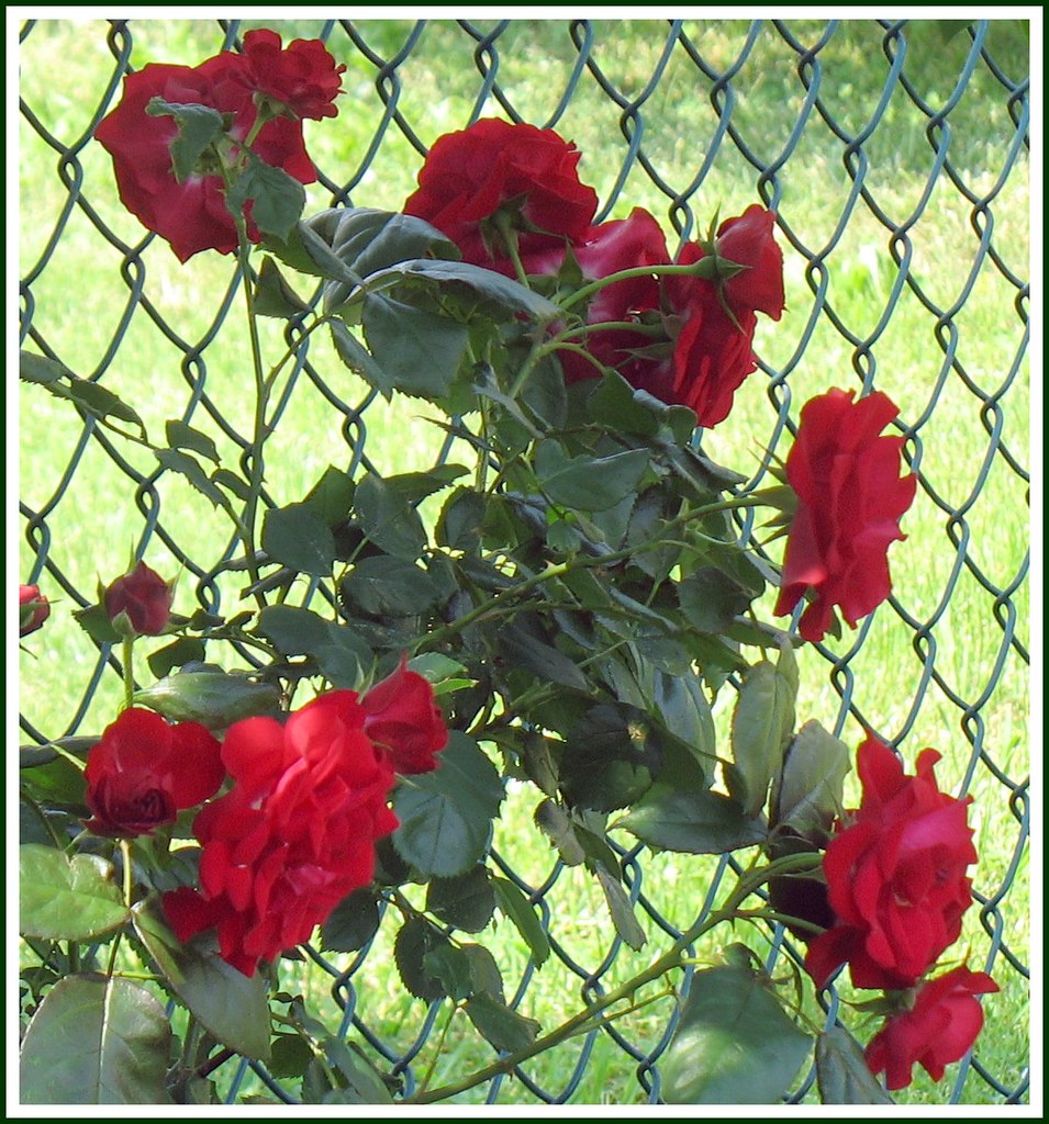 Red Roses By the ChainLink Fence These belong to my siste… Flickr