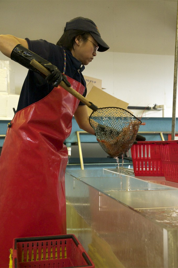 Live Spot Prawns, Lobster Man, Granville Island, Vancouver… Flickr