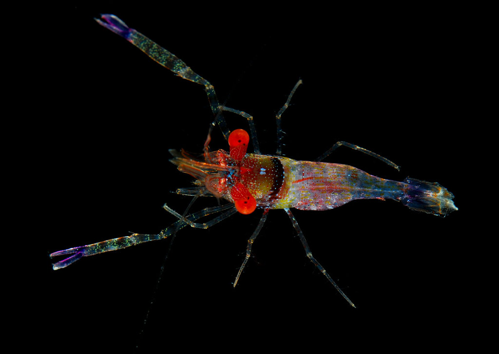 Flickriver Arthur Anker's photos tagged with shrimp