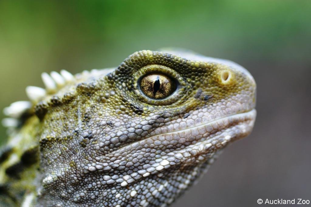 Auckland Zoo tuatara Tuatara at Auckland Zoo www.aucklandz… Flickr