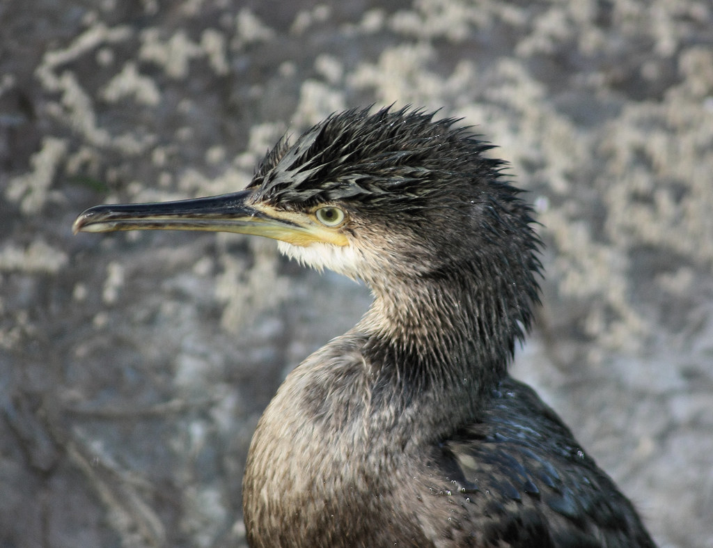 Young Cormorant, Devon Martin Brewster Flickr
