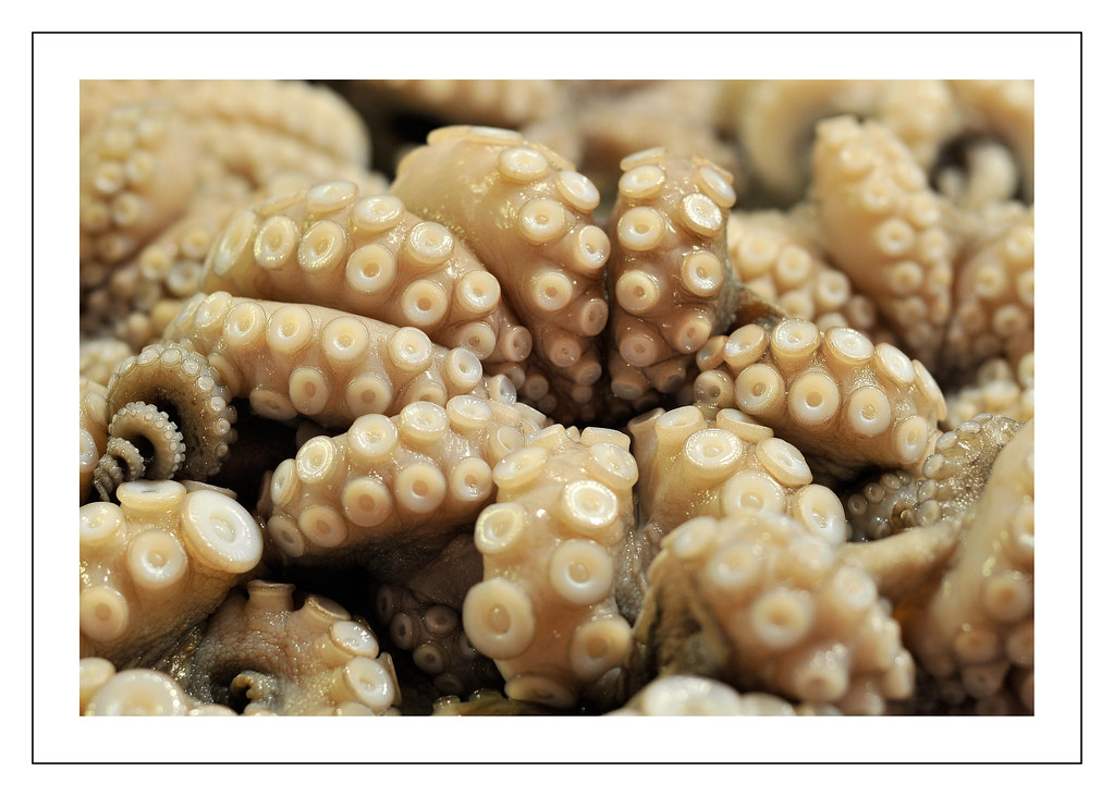 On White polipo by Cristina Lanaro _ Cricricri [Large]