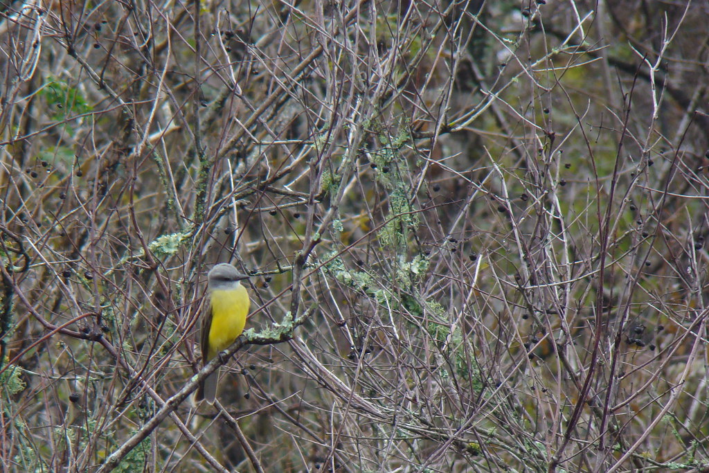 Couch's Kingbird (Tyrannus couchii) I heard the single not… Flickr