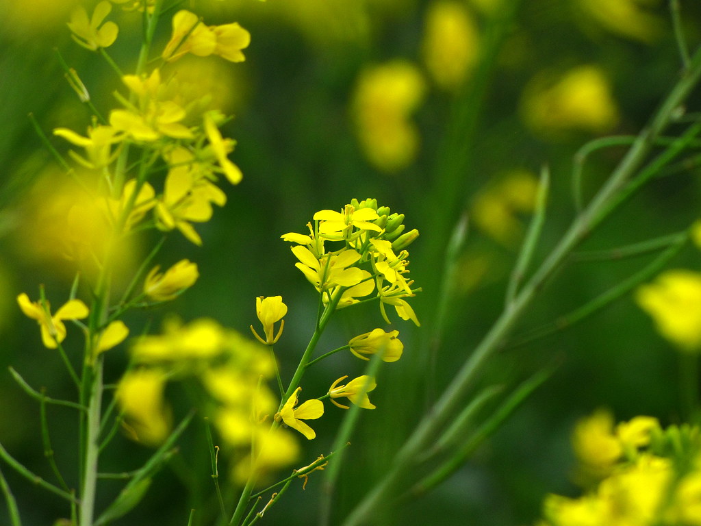Mustard Flower Clicked this mustard flower in farm in mana… Flickr