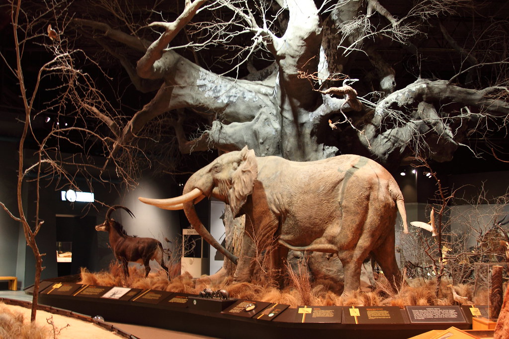 Web our last daily museum admission is 4:30 pm. Anniston MuseumNatural History A shot from the Anniston M… Flickr