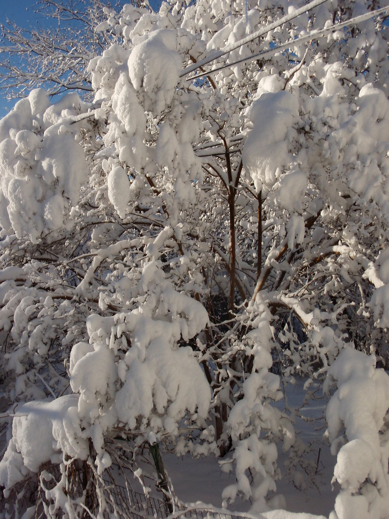 Lansdowne PA snow 1011 February 2010 Lansdowne PA snow 10… Flickr