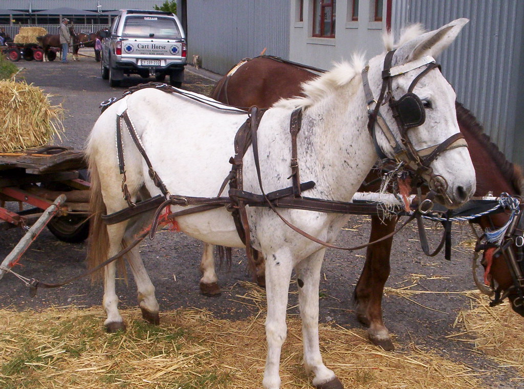 Dolly Ockerts Cart Horse Protection Association Flickr