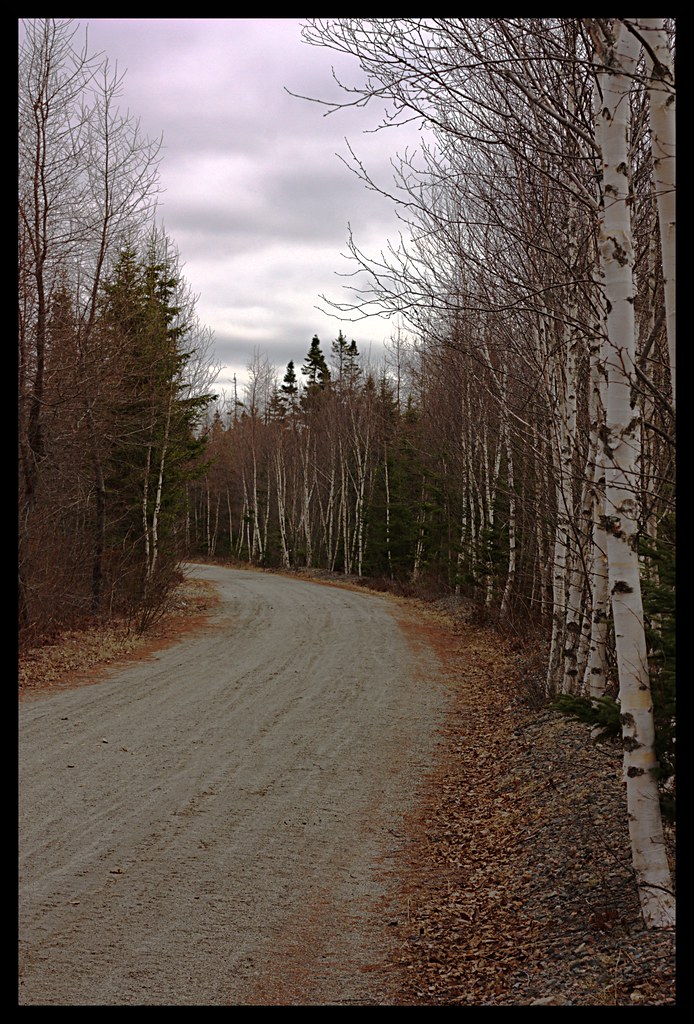 Birch Tree Path Birch Tree Path Glenn Euloth Flickr