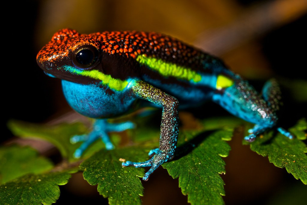 Male poison arrow frog (Dendrobates macero) Walking around… Flickr