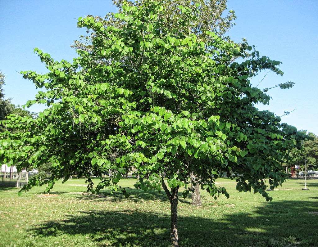 Popcorn Tree Also called a Chinese tallow tree and Florida… Flickr