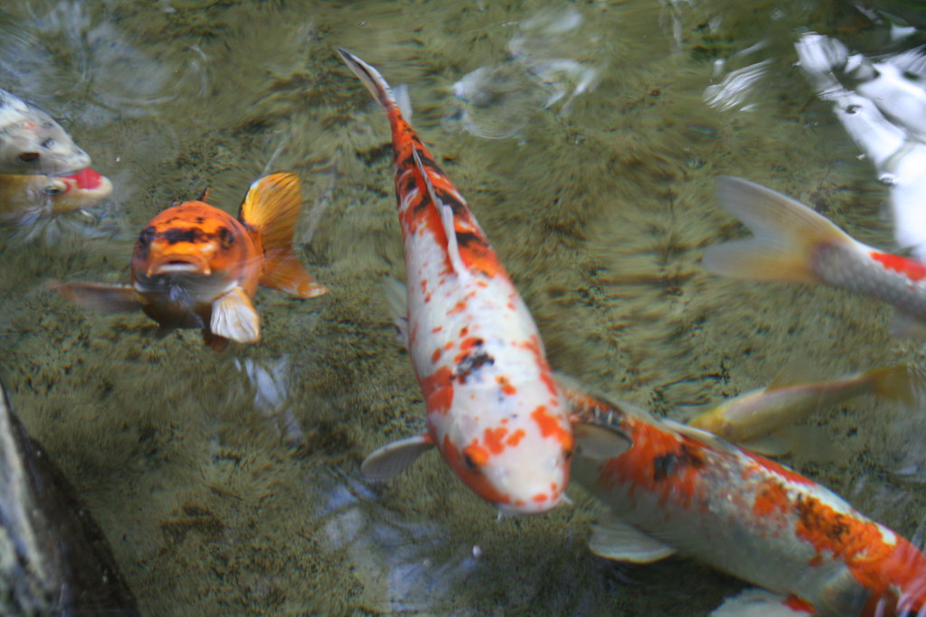 Koi Pond at Discovery Kingdom Butterfly Habitat Koi in pon… Flickr