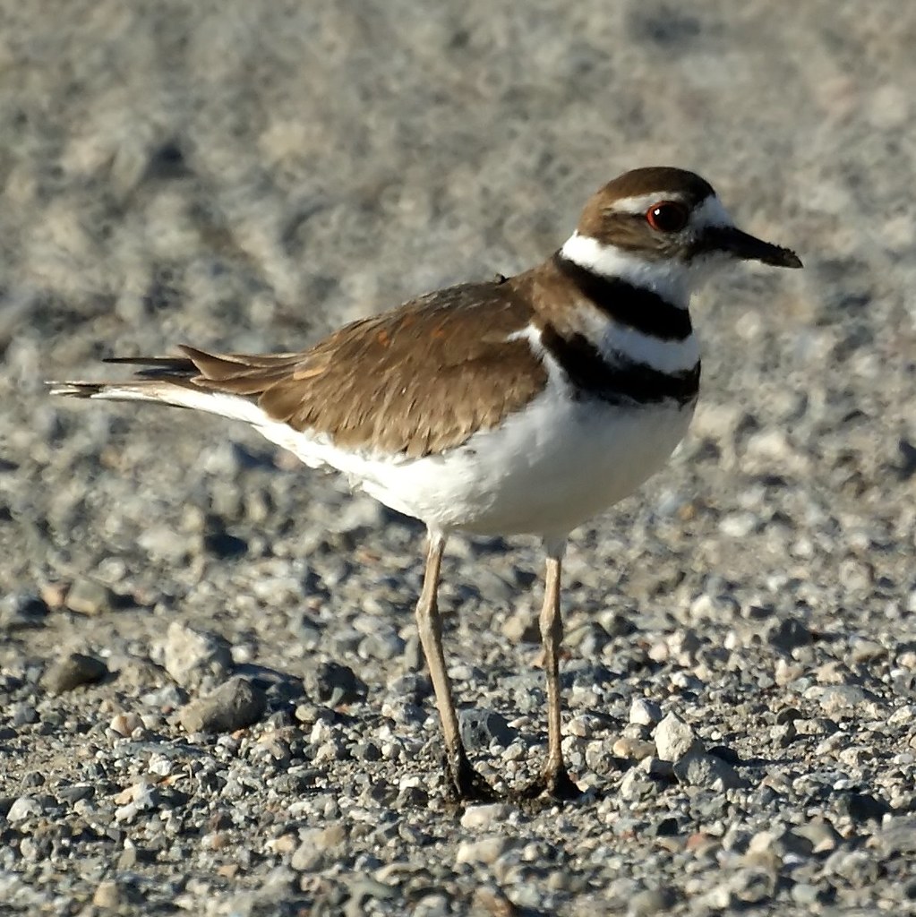 Killdeer Coyote Point Recreation Area, San Mateo, CA Mike's Birds Flickr