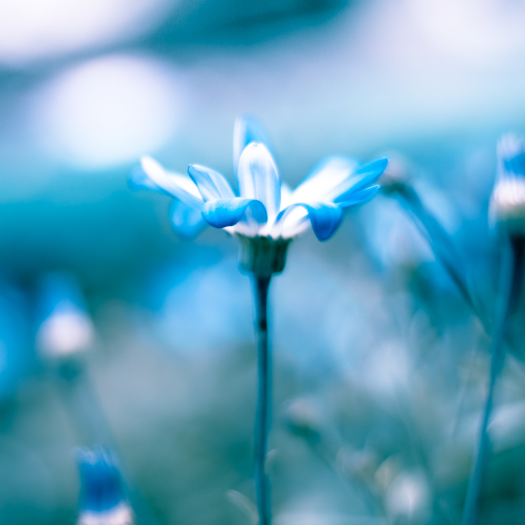 here is a blue flower Actually, it isn't blue. It just loo… Flickr