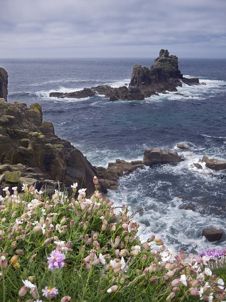 Clifftop flowers Tiny blooms blow in the wind, high on the… Flickr