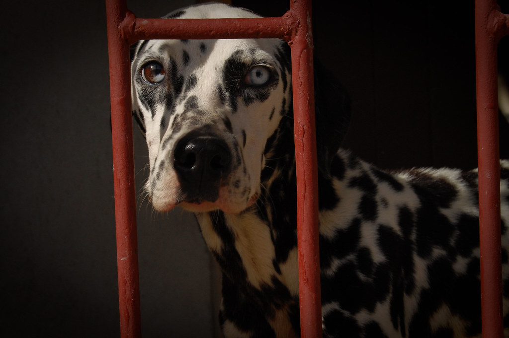 Perro Espía. I just loved his eyes! carobrown Flickr
